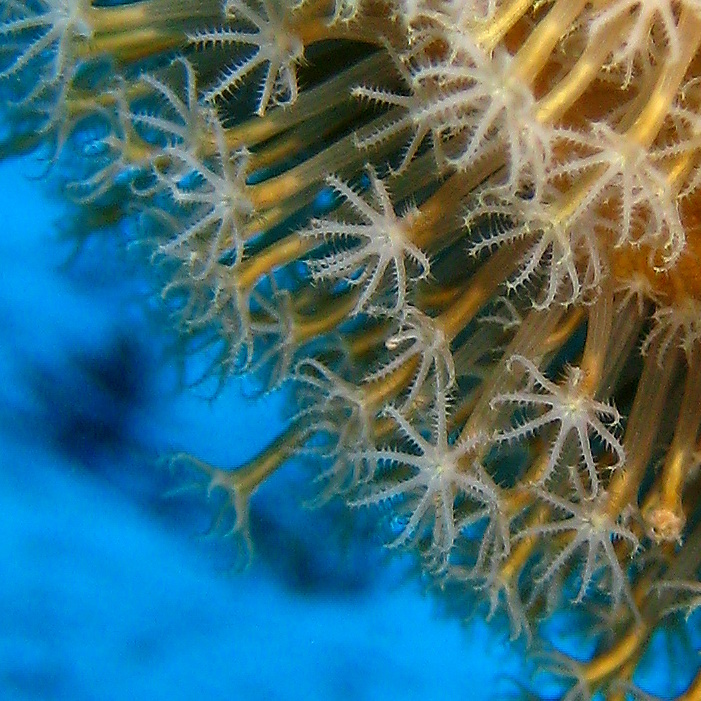 Кожистый коралл.