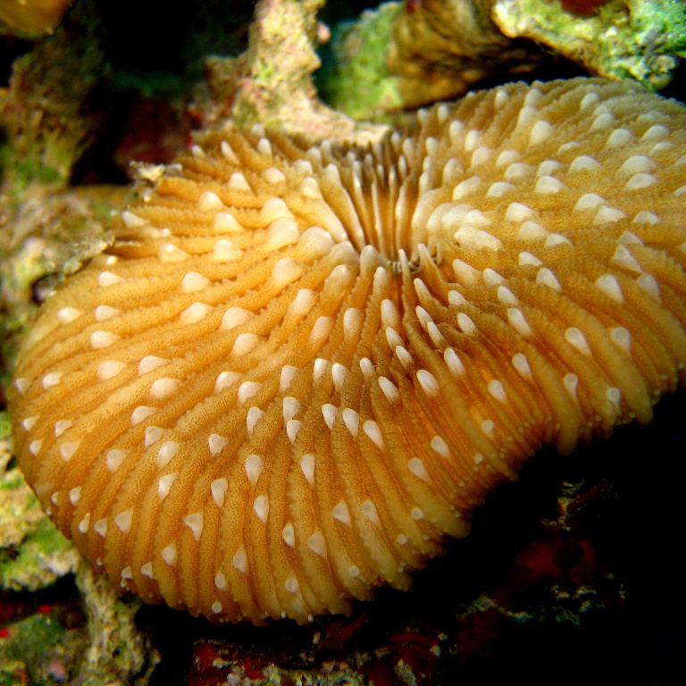 Грибовидный коралл.