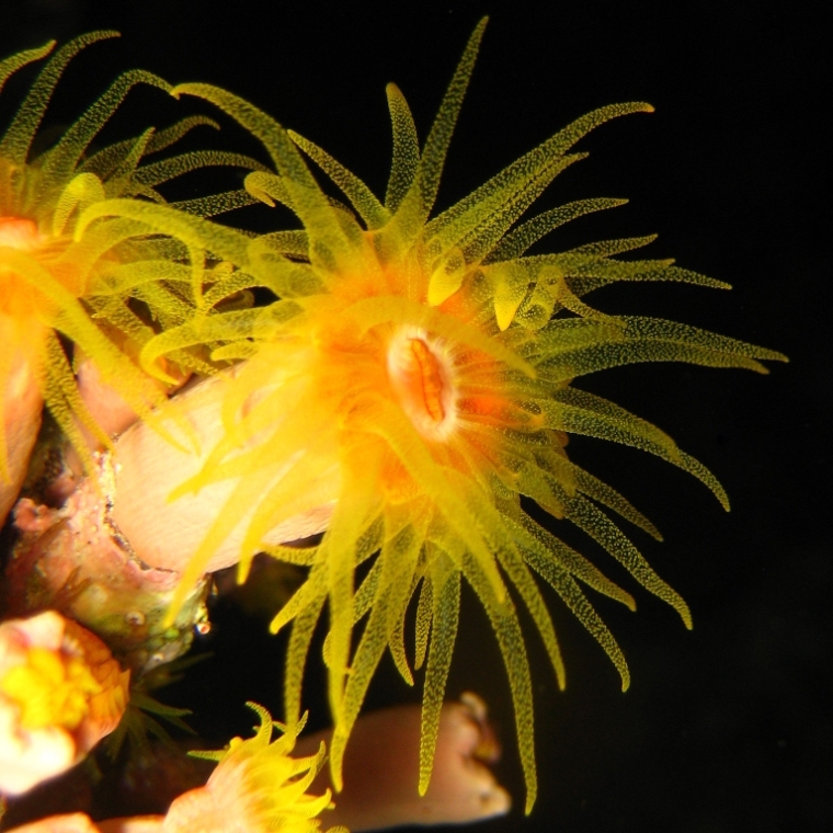 Солнечный коралл.