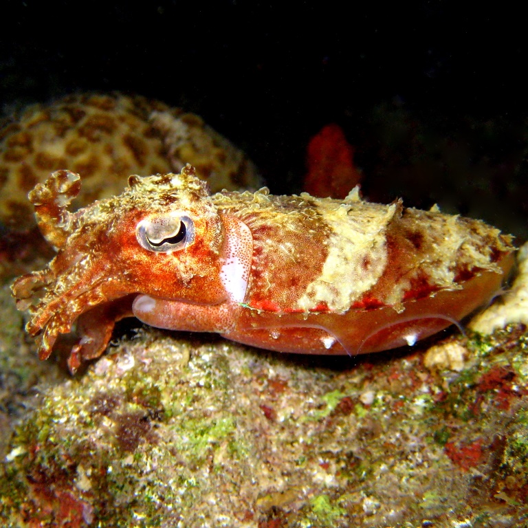 Каракатица Прашада.