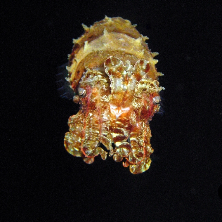 Каракатица Прашада.