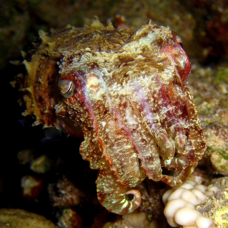 Каракатица Прашада.