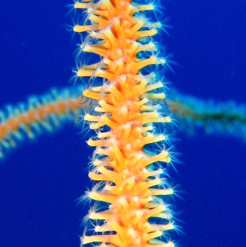 Плетевидный коралл.