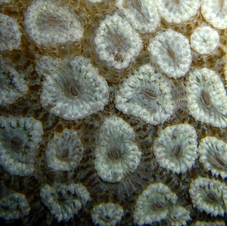 Жёсткий коралл.