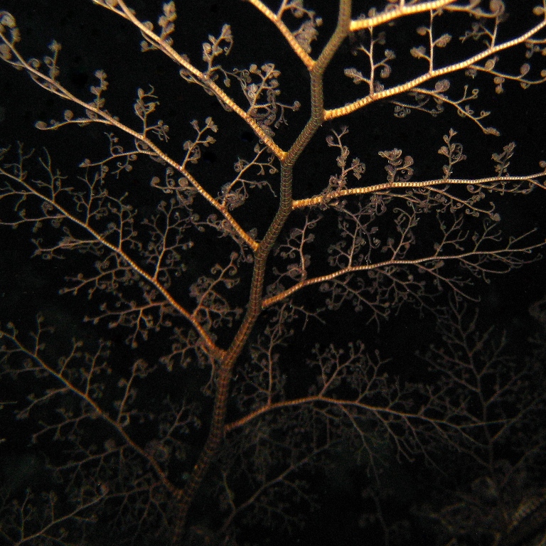 Офиура Горгоноцефал.