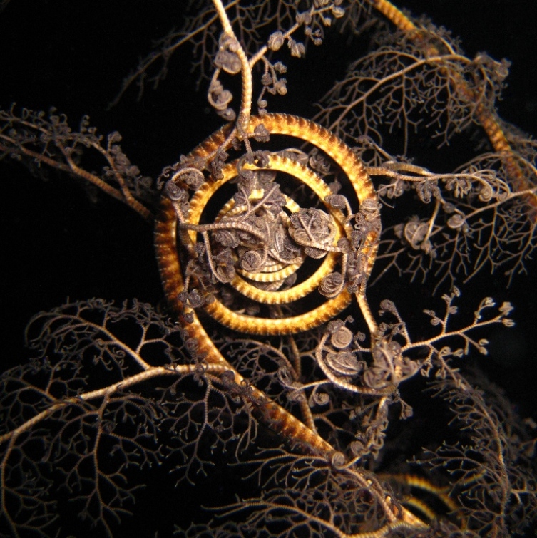 Офиура Горгоноцефал.