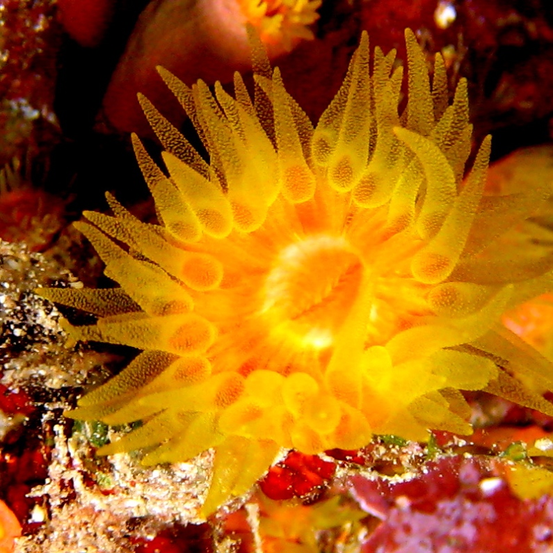 Солнечный коралл.