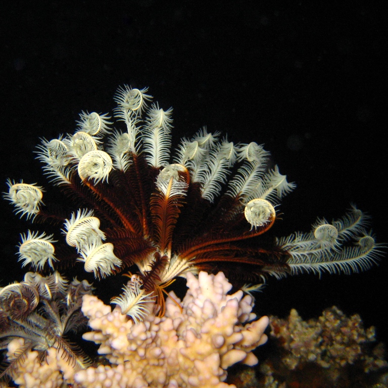 Морская лилия.