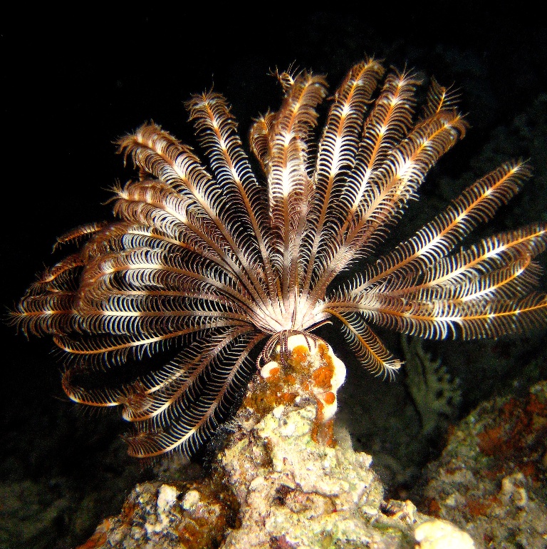 Морская лилия.