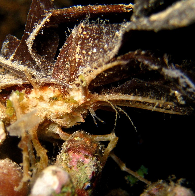 Шипастый краб.