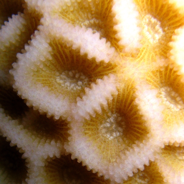 Жёсткий коралл.