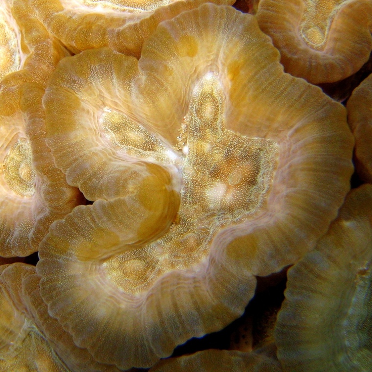 Жёсткий коралл ночью.