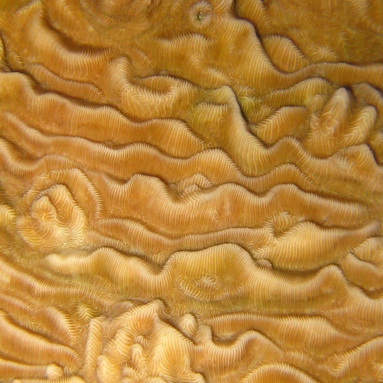 Жёсткий коралл.