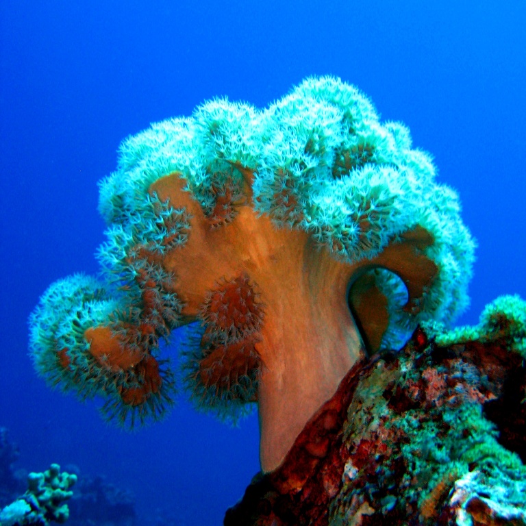 Кожистый коралл.