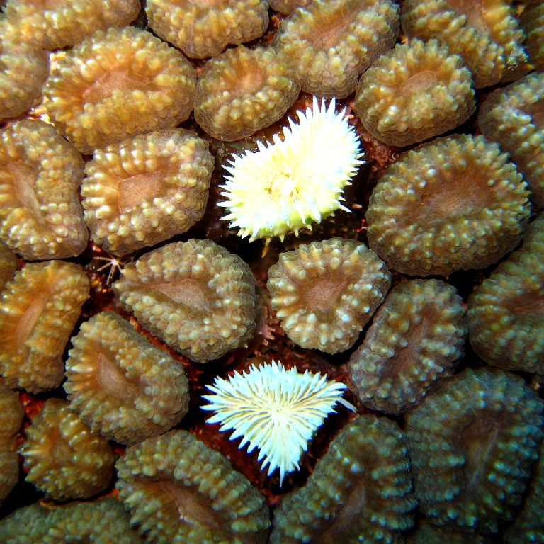 Жёсткий коралл.