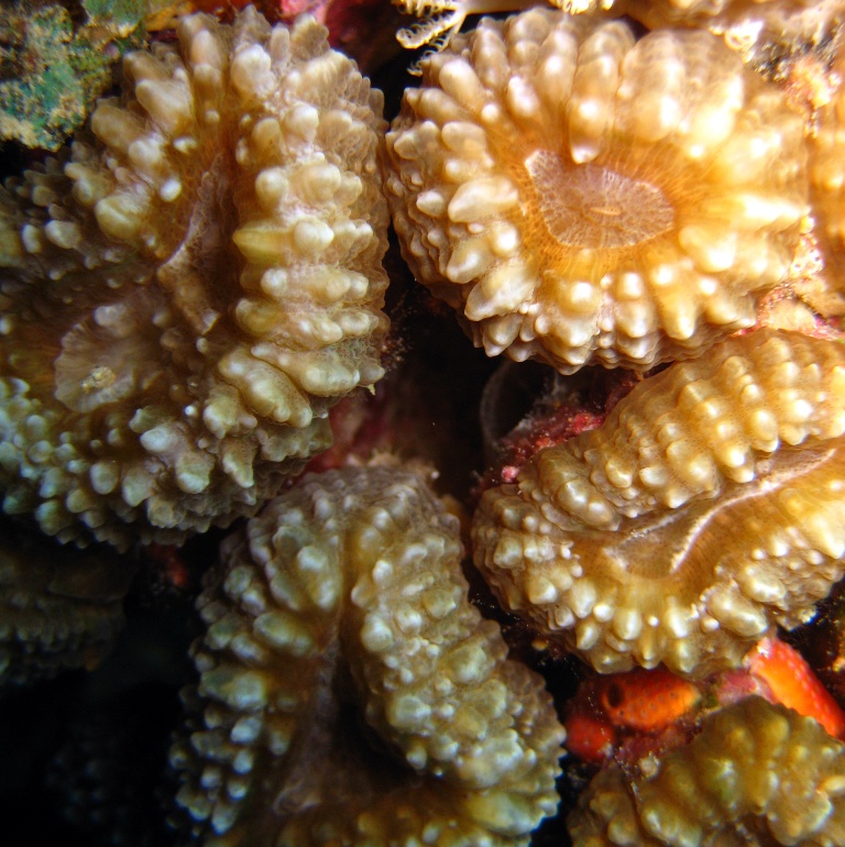 Жёсткий коралл.