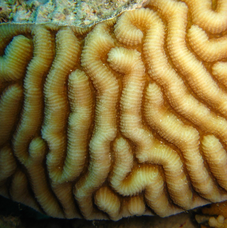 Жёсткий коралл.