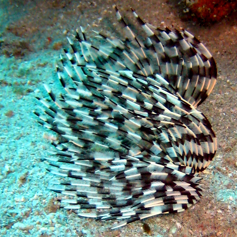 Морской трубчатый червь. Морской трубчатый червь.