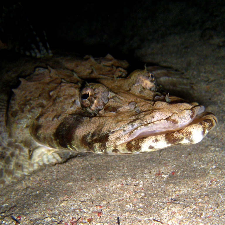 Рыба-крокодил.