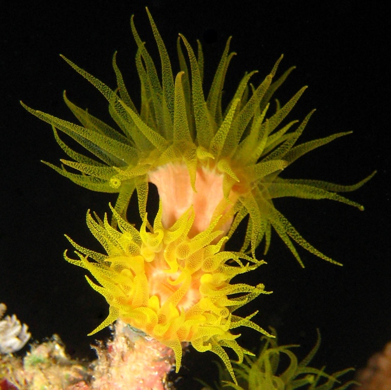 Солнечный коралл.