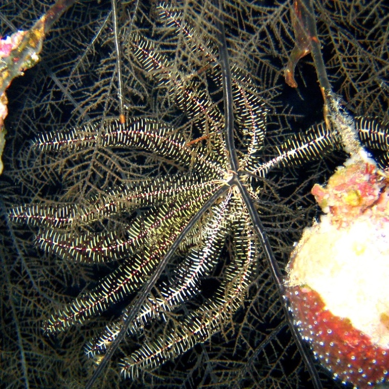 Caves, Десятилучевая лилия.