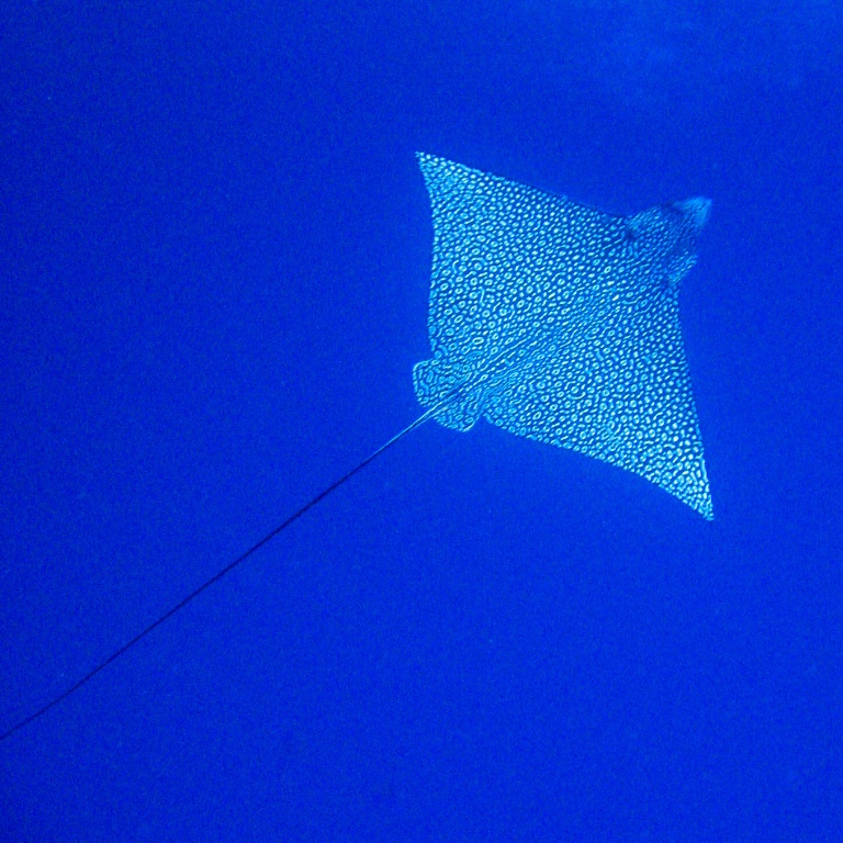 Скат-орляк.