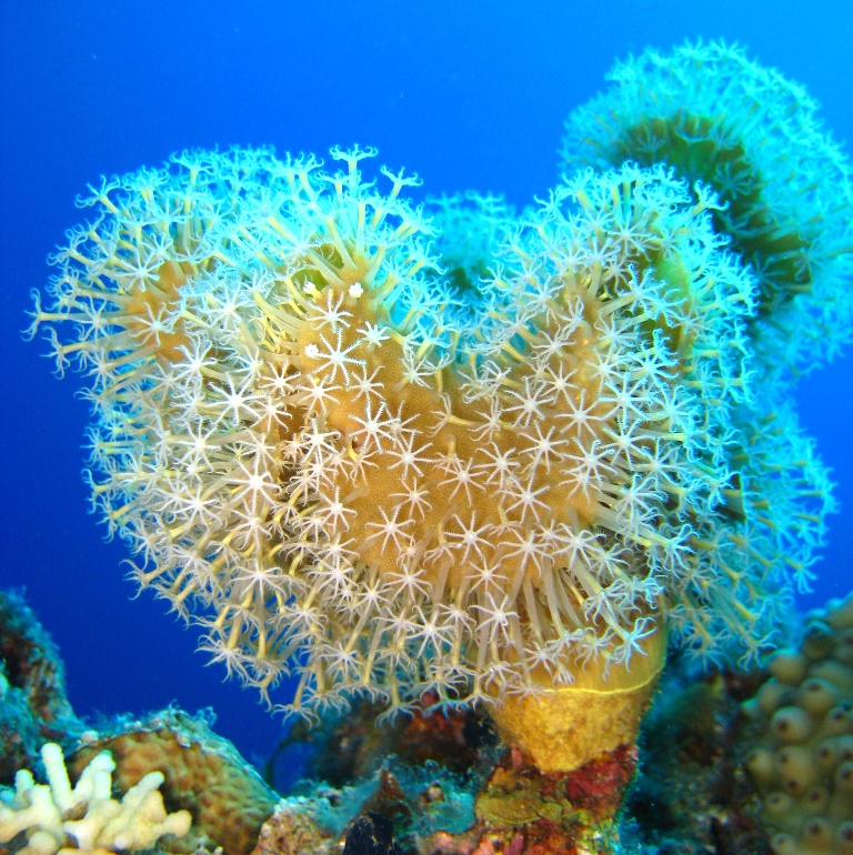 Кожистый коралл. Кожистый коралл.