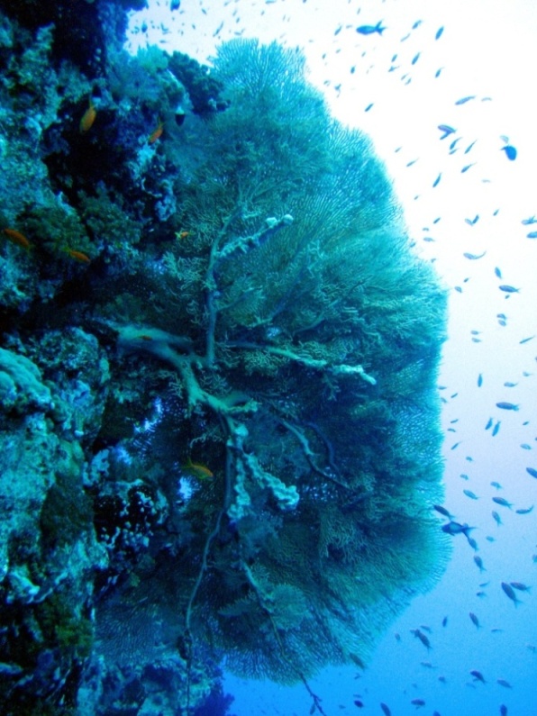 Горгонария. Горгонария.