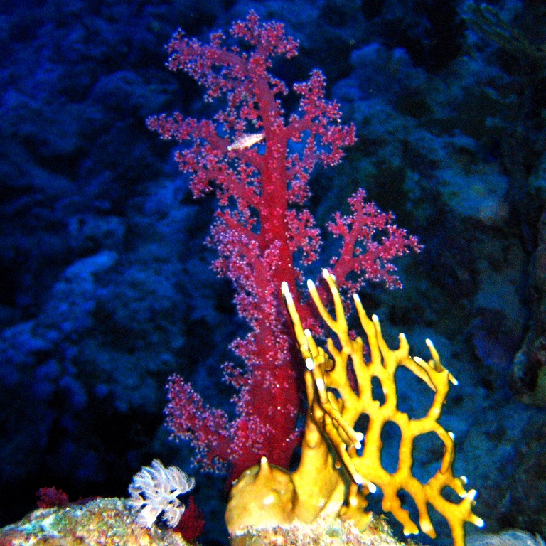 Альционария.