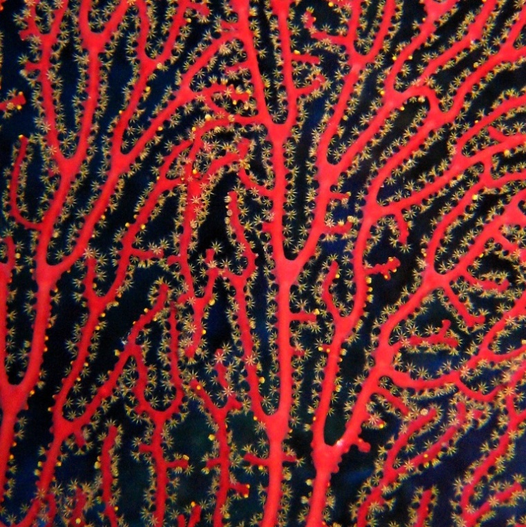 Горгонариевый мягкий коралл.