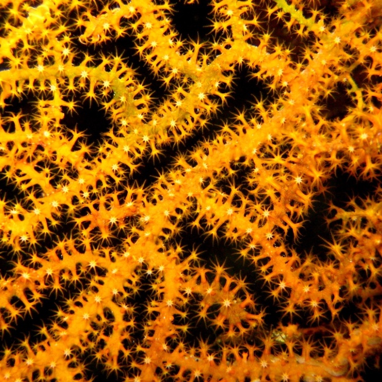 Горгонариевый мягкий коралл.