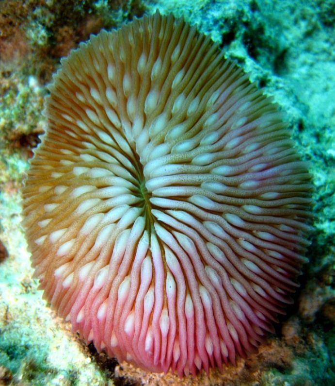 Грибовидный коралл.