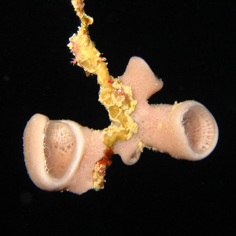 Трубчатая губка. Трубчатая губка.