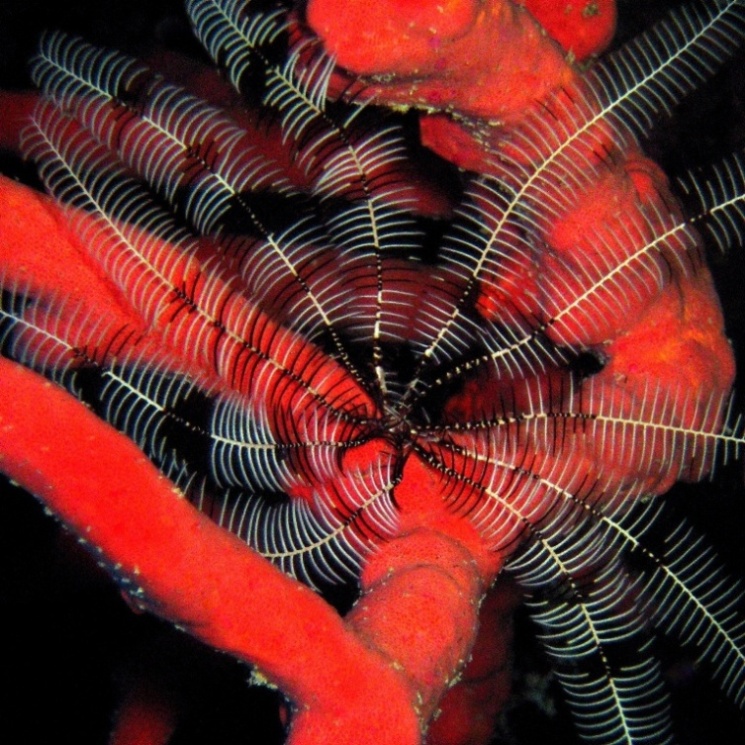 Морская лилия на красной губке.