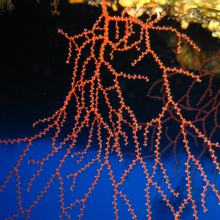 Горгонариевый мягкий коралл.
