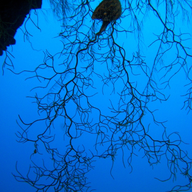 Мягкий коралл. Мягкий коралл.