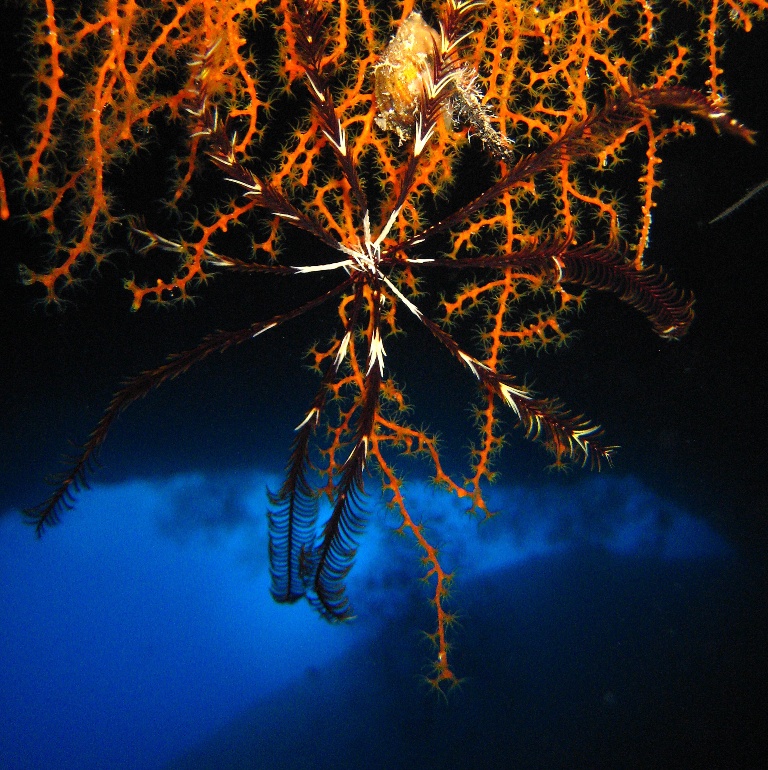 Дахаб, дайвсайт Caves. Десятилучевая морская лилия на кусте мягкого коралла.