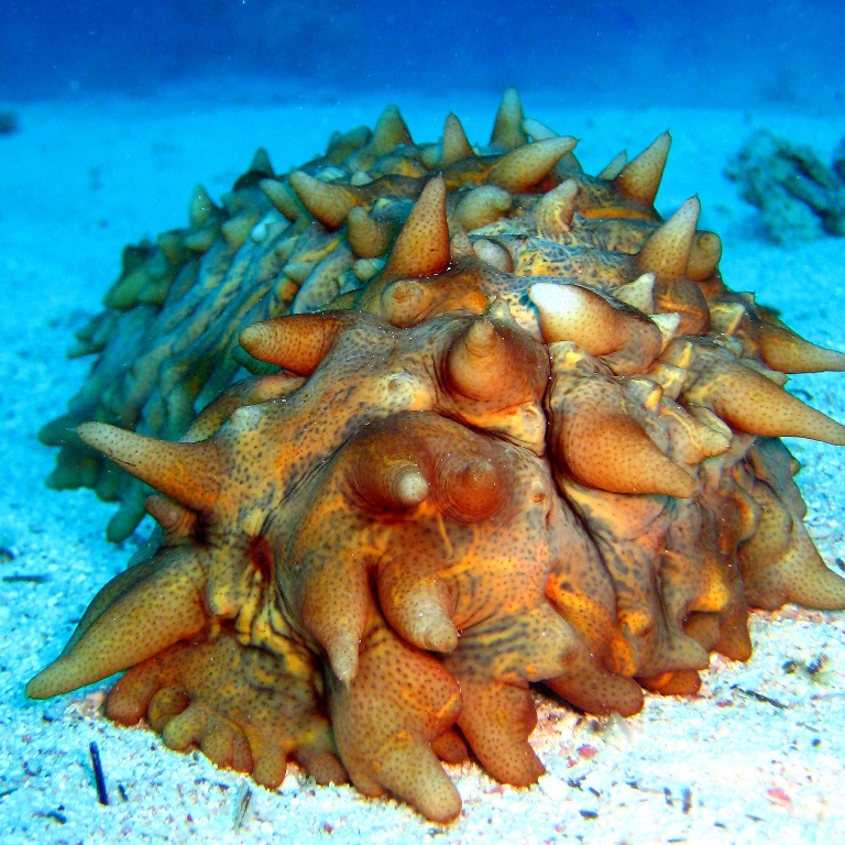 Голотурия. Голотурия.