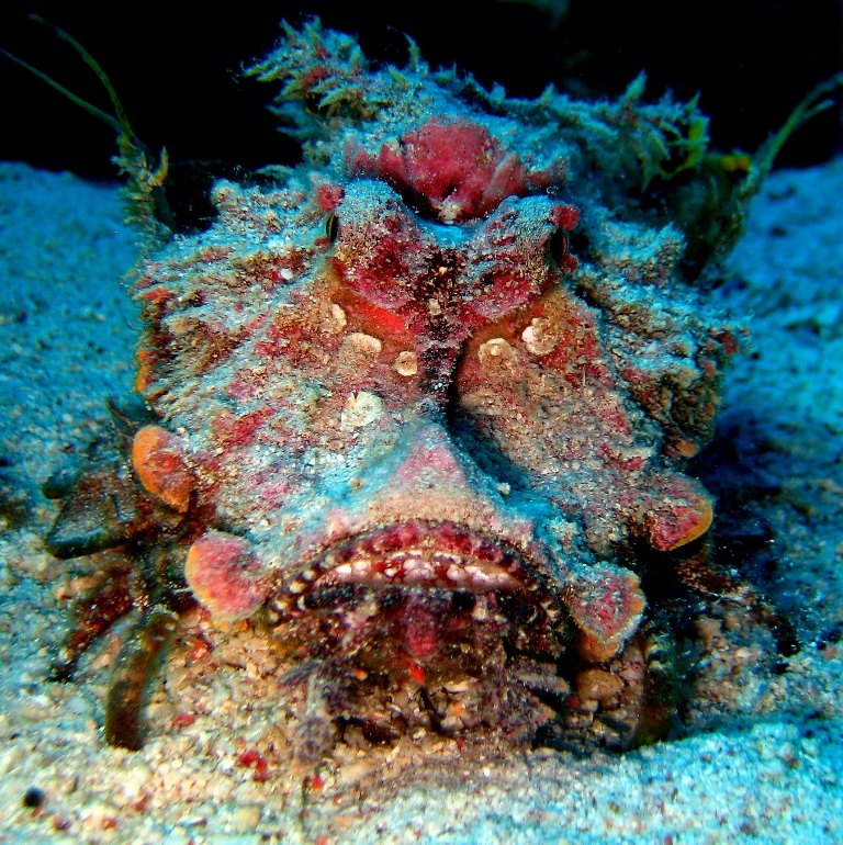 Нитепёрый морской дракон.