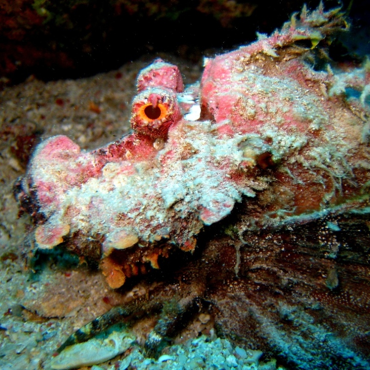 Нитепёрый морской дракон. Нитепёрый морской дракон.