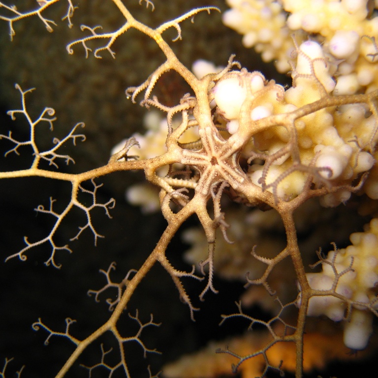 Молодая офиура Горгоноцефал. Молодая офиура Горгоноцефал.