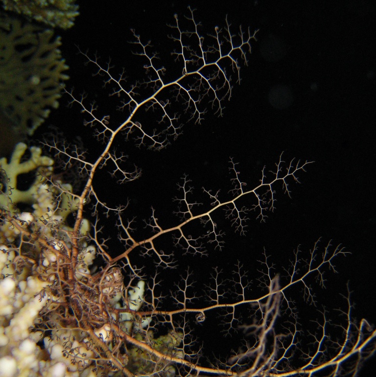 Молодая офиура Горгоноцефал.