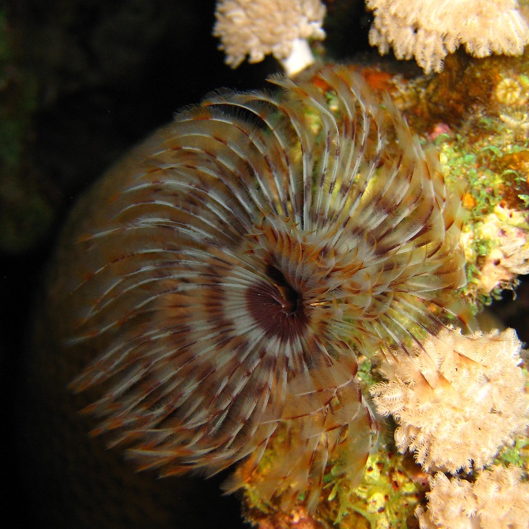 Морской трубчатый червь.