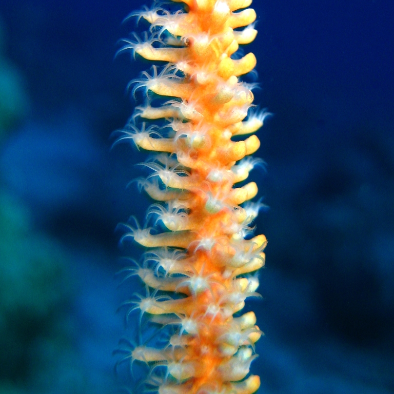 Коралл-хлыст.