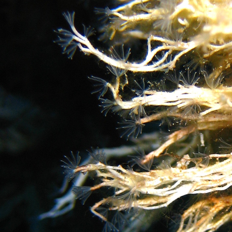 Морские трубчатые черви.