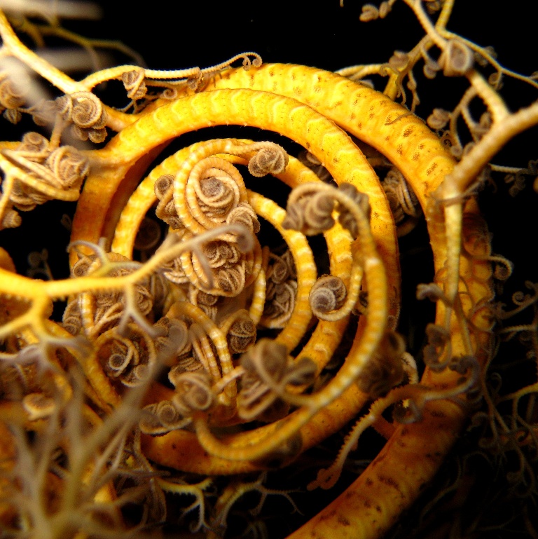 Офиура Горгоноцефал. Офиура Горгоноцефал.