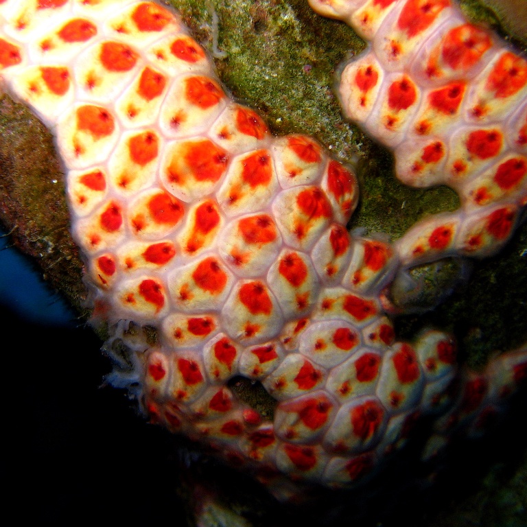 Колония асцидий.