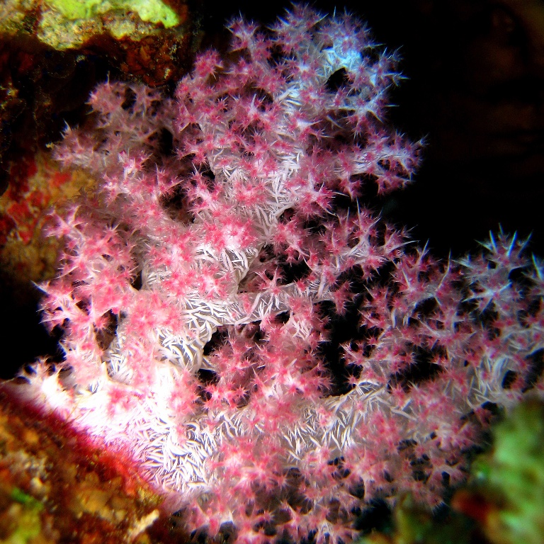 Альционария.