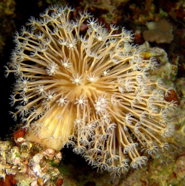 Кожистый коралл.