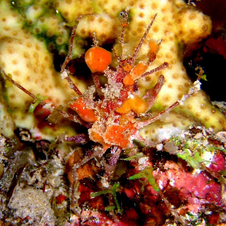 Шипастый краб. Шипастый краб.